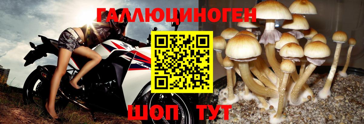 Галлюциногенные грибы Psilocybine cubensis  Галлюциногенные грибы Cubensis  Боровичи  цены   Вход с VPN 